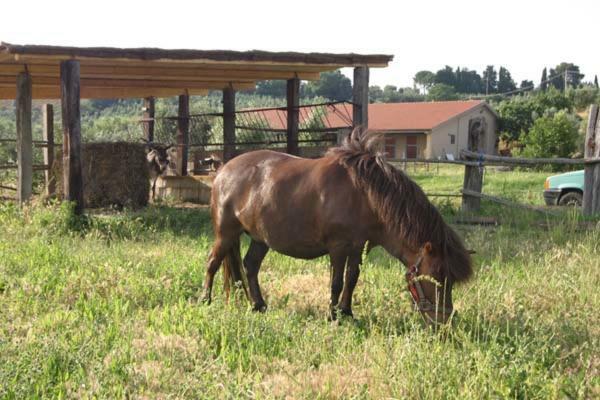 Agriturismo Il Poggio Casale Marittimo Kültér fotó